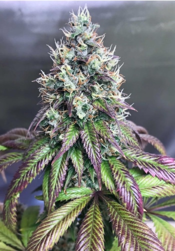 Purple Mr. Nice Guy Feminized Marijuana Seeds | Purple Mr. Nice Guy | The Seed Fair