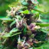 Purple Nepal Feminized Marijuana Seeds | Purple Nepal Strain | The Seed Fair