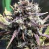 Purple People Eater Feminized Marijuana Seeds | Purple People Strain | The Seed Fair
