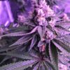Purple Star Killer Feminized Cannabis Seeds | Purple Star Killer Strain | The Seed Fair