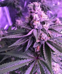 Purple Star Killer Feminized Cannabis Seeds | Purple Star Killer Strain | The Seed Fair