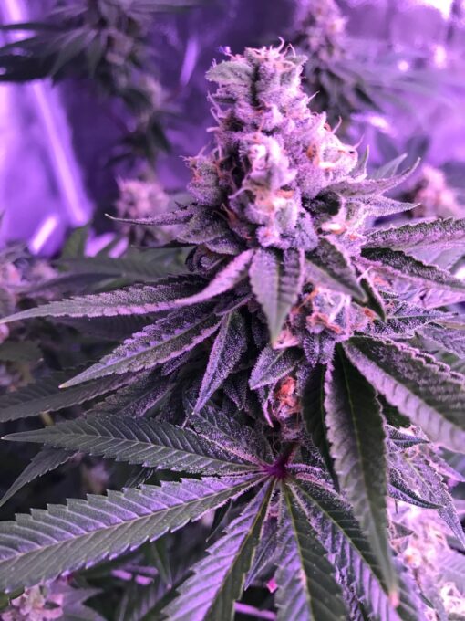 Purple Star Killer Feminized Cannabis Seeds | Purple Star Killer Strain | The Seed Fair