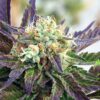 Purple Trainwreck Feminized Marijuana Seeds | Purple Trainwreck Strain | The Seed Fair