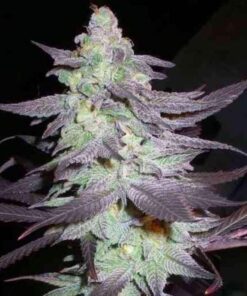 Purple Wreck Feminized Marijuana Seeds | Purple Wreck Strain | The Seed Fair