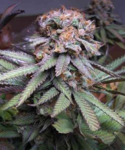 Querkle Feminized Marijuana Seeds | Querkle Feminized Strain | The Seed Fair