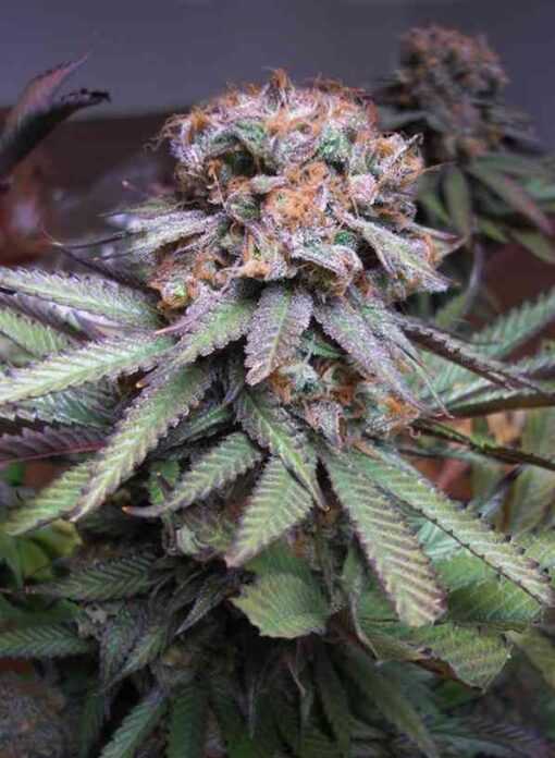 Querkle Feminized Marijuana Seeds | Querkle Feminized Strain | The Seed Fair