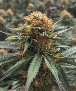 Qush Feminized Marijuana Seeds | Quesh Feminized Strain | The Seed Fair