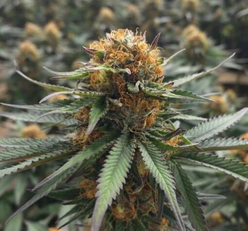 Qush Feminized Marijuana Seeds | Quesh Feminized Strain | The Seed Fair