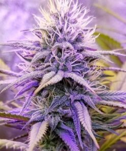 Race Fuel OG Feminized Marijuana Seeds | Race Fuel Strain | The Seed Fair