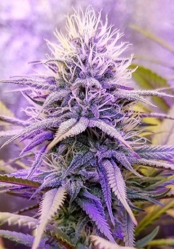 Race Fuel OG Feminized Marijuana Seeds | Race Fuel Strain | The Seed Fair