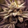 Rare Darkness Feminized Marijuana Seeds | Rare Darkness Strain | The Seed Fair