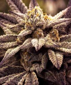 Rare Darkness Feminized Marijuana Seeds | Rare Darkness Strain | The Seed Fair