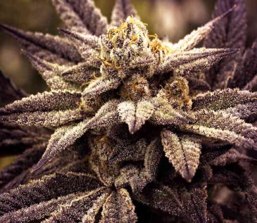 Rare Darkness Feminized Marijuana Seeds | Rare Darkness Strain | The Seed Fair