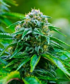 Recon Feminized Marijuana Seeds | Recon Feminized Strain | The Seed Fair