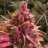 Red Congolese Feminized Cannabis Seeds | Red Congolese Strain | The Seed Fair