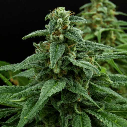 Red Headed Stranger Feminized Cannabis Seeds | The Seed Fair