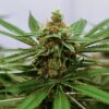 Redwood Kush Feminized Marijuana Seeds | Redwood Kush Strain | The Seed Fair