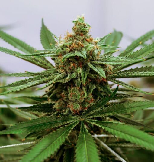 Redwood Kush Feminized Marijuana Seeds | Redwood Kush Strain | The Seed Fair