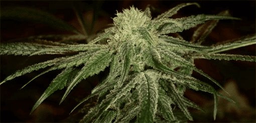 Rene Mist Feminized Marijuana Seeds | Rene Mist Strain | The Seed Fair