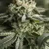 Remo Chemo Feminized Marijuana Seeds | Remo Chemo Strain | The Seed Fair