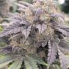 Rip City Purps Feminized Marijuana Seeds | Rip City Strain | The Seed Fair
