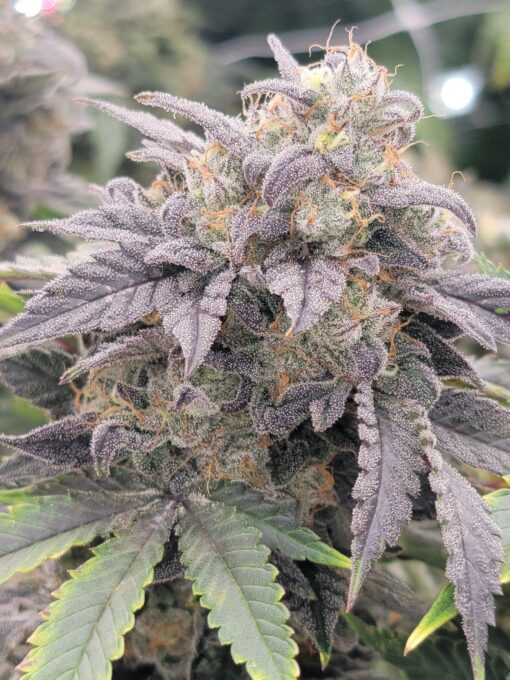 Rip City Purps Feminized Marijuana Seeds | Rip City Strain | The Seed Fair