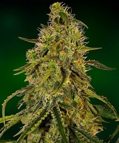 Rob Ford Kush Feminized Marijuana Seeds | Rob Ford Strain | The Seed Fair