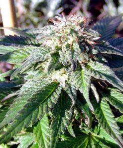 Rockbud Feminized Marijuana Seeds | Rockbud Feminized Strain | The Seed Fair