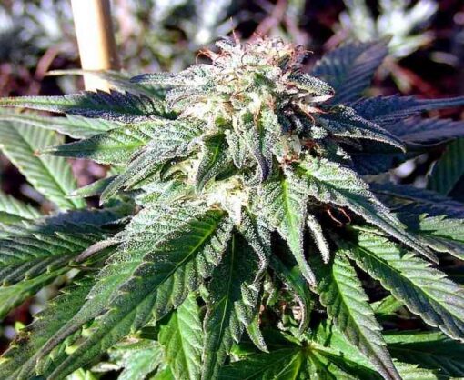 Rockbud Feminized Marijuana Seeds | Rockbud Feminized Strain | The Seed Fair