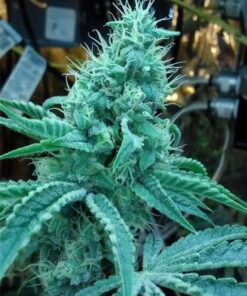 Rocky Mountain Blueberry Feminized Marijuana Seeds | Rocky Mountain | The Seed Fair