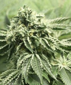 Rollex OG Kush Feminized Marijuana Seeds | Rolex OG Strain | The Seed Fair