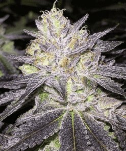 Romulan Feminized Marijuana Seeds | Romulan Feminized Strain | The Seed Fair