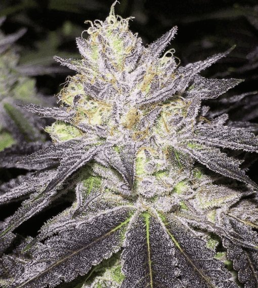 Romulan Feminized Marijuana Seeds | Romulan Feminized Strain | The Seed Fair