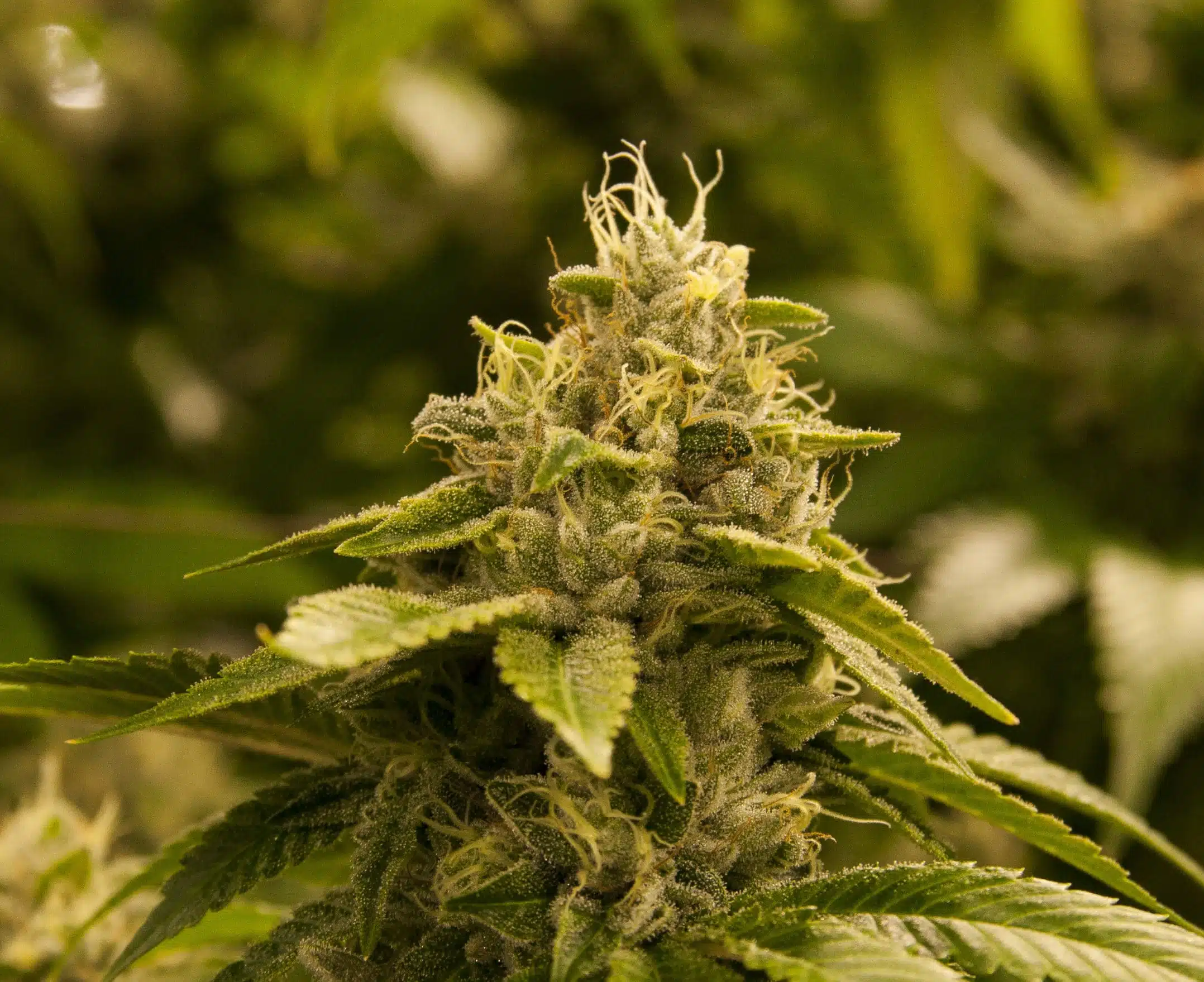 Rug Burn OG Feminized Marijuana Seeds | Rug Burn Strain | The Seed Fair | The Seed Fair Rug Burn OG Feminized Marijuana Seeds | Rug Burn Strain | The Seed Fair