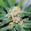 Santa Maria Feminized Marijuana Seeds | Santa Maria Strain | The Seed Fair