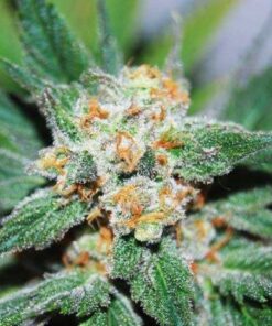 Santa Maria Feminized Marijuana Seeds | Santa Maria Strain | The Seed Fair