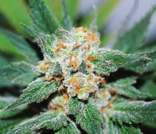 Santa Maria Feminized Marijuana Seeds | Santa Maria Strain | The Seed Fair | The Seed Fair Santa Maria Feminized Marijuana Seeds | Santa Maria Strain | The Seed Fair