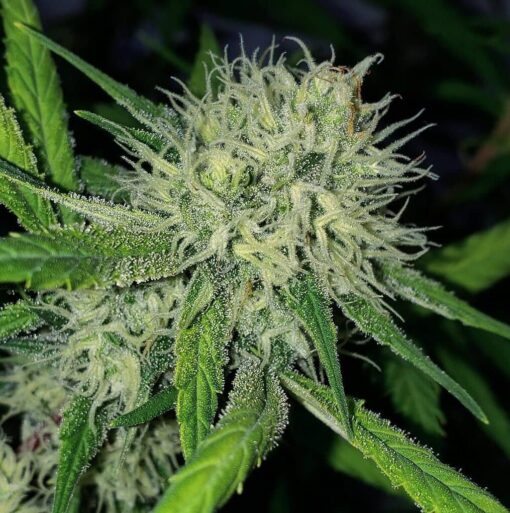 Schrom Feminized Marijuana Seeds | Schrom Feminized Strain | The Seed Fair