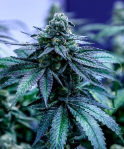 Seattle Blue Feminized Marijuana Seeds | Seattle Blue Strain | The Seed Fair