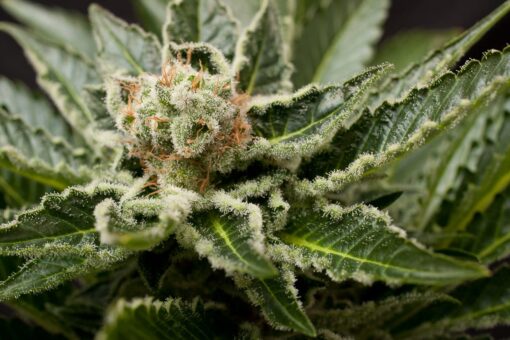 Shark Bite Feminized Marijuana Seeds | Shark Bite Strain | The Seed Fair