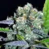Shark Shock Feminized Marijuana Seeds | Shark Shock Strain | The Seed Fair