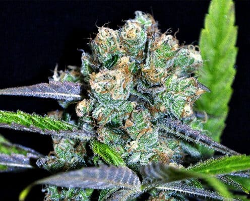 Shark Shock Feminized Marijuana Seeds | Shark Shock Strain | The Seed Fair