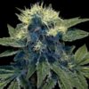 Sharksbreath Feminized Marijuana Seeds | Sharksbreath Feminized Strain | The Seed Fair