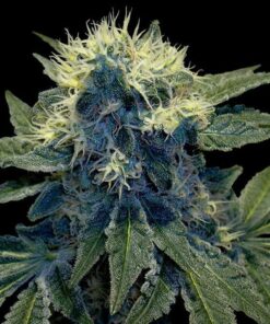 Sharksbreath Feminized Marijuana Seeds | Sharksbreath Feminized Strain | The Seed Fair