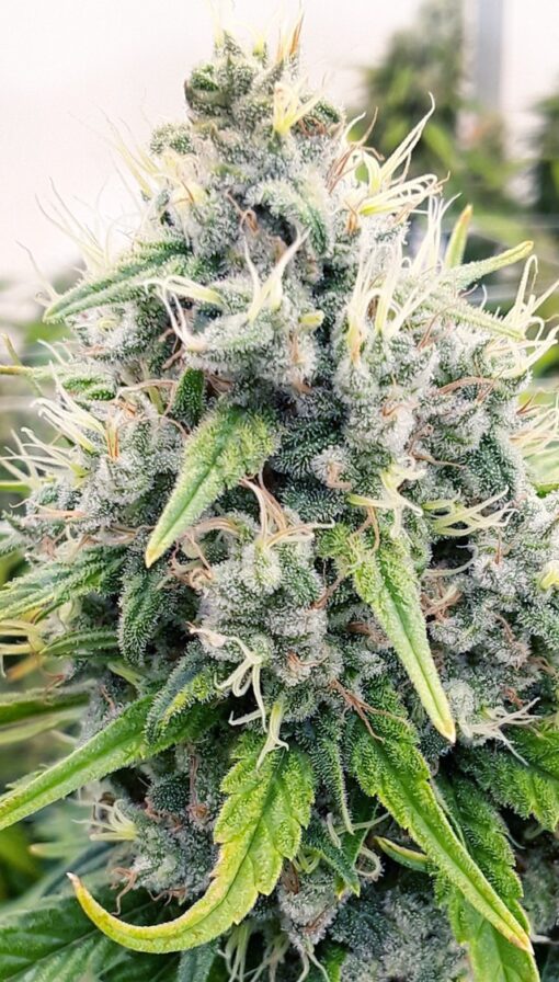 Shipwreck Feminized Marijuana Seeds | Shipwreck Feminized Strain | The Seed Fair