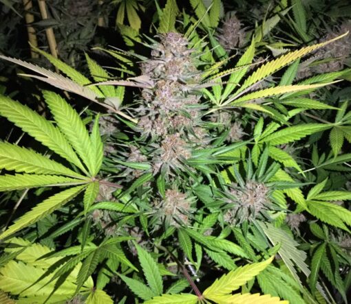 Shiva Skunk Feminized Marijuana Seeds | Shiva Skunk Strain | The Seed Fair