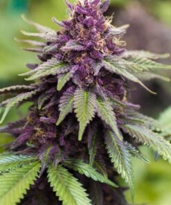 Sirius Black Feminized Marijuana Seeds | Sirius Black Strain | The Seed Fair