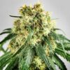 Snowcap Dream Feminized Marijuana Seeds | Snowcap Dream Strain | The Seed Fair