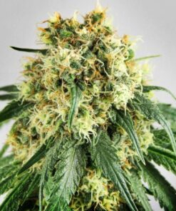 Snowcap Dream Feminized Marijuana Seeds | Snowcap Dream Strain | The Seed Fair
