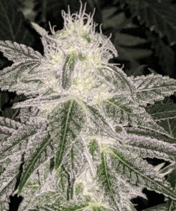 Snowman OG Feminized Cannabis Seeds | Snowman OG Strain | The Seed Fair